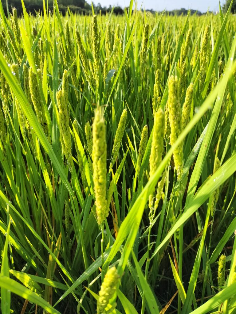自然栽培米 ハッピーヒル(うるち米)１０キロ - 米