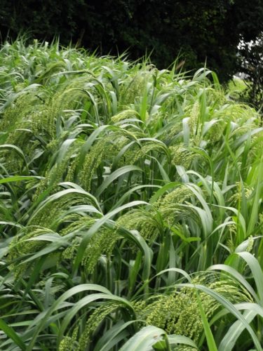 自然栽培　雑穀もちきび栽培記録