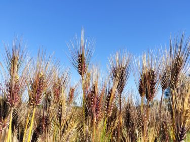 ダイシモチ麦（はだか麦）自然栽培　農薬・化学肥料不使用